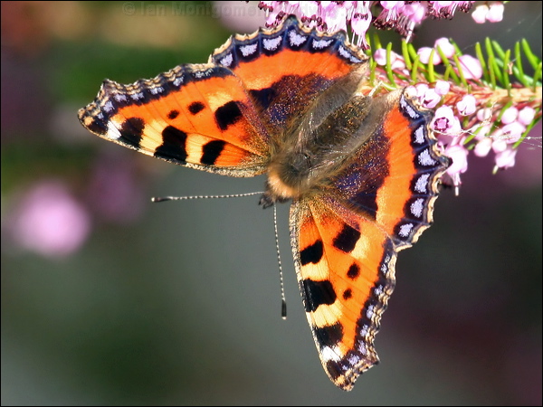 Small Tortoiseshell small_tortoiseshell_20358.psd