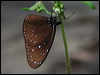 Click here to enter gallery and see photos/pictures/images of Striped Blue Crow