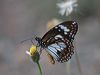 swamp_tiger_163605