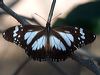 Click here to enter gallery and see photos/pictures/images of Swamp Tiger