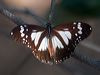 swamp_tiger_169888