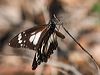 swamp_tiger_169918