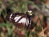swamp_tiger_169925