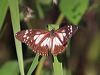 swamp_tiger_217871