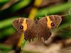 Click here to enter gallery and see photos/pictures/images of Swordgrass Bush-brown