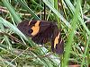 swordgrass_brown_3207