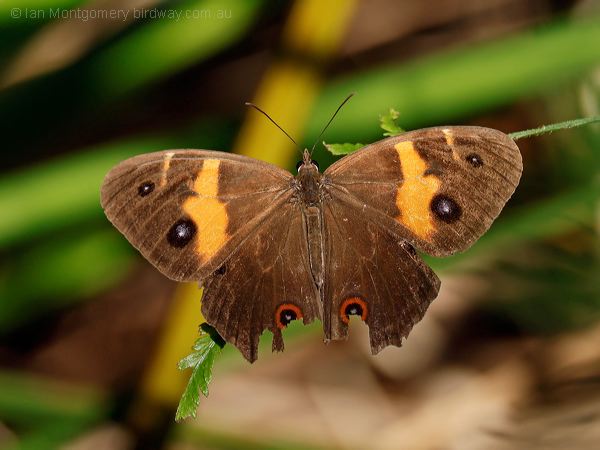 Swordgrass Brown swordgrass_brown_315777.psd