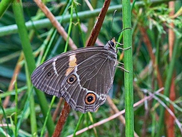 Swordgrass Brown swordgrass_brown_3202.psd