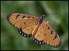 tawny_coster_181788