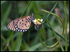tawny_coster_181792