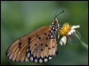 tawny_coster_181799