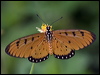 tawny_coster_181807