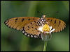 tawny_coster_181810