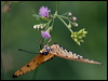tawny_coster_181814