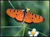 tawny_coster_181850