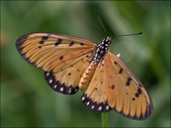 Tawny Coster tawny_coster_181788.psd