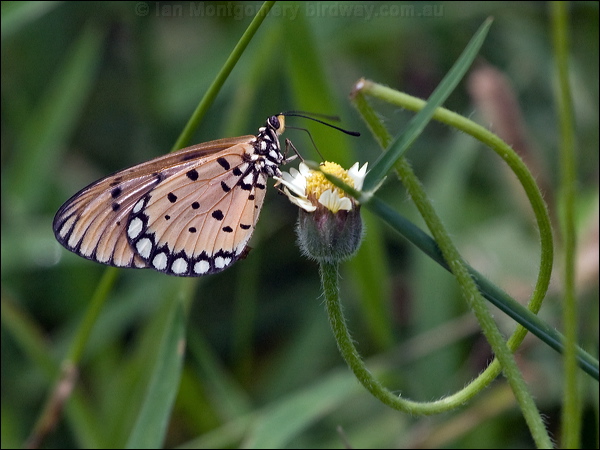 Tawny Coster tawny_coster_181792.psd