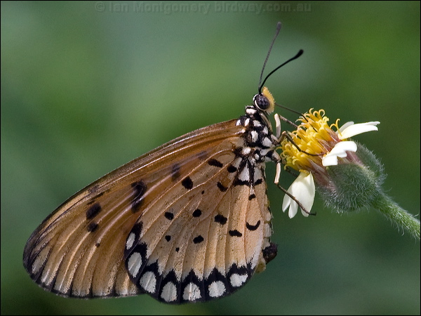 Tawny Coster tawny_coster_181799.psd