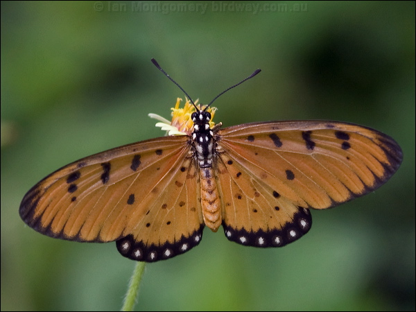 Tawny Coster tawny_coster_181807.psd