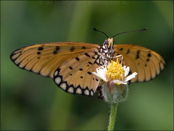 Tawny Coster tawny_coster_181810.psd