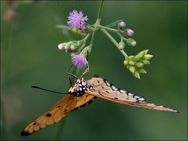 Tawny Coster tawny_coster_181814.psd