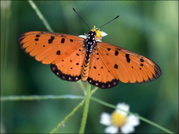 Tawny Coster tawny_coster_181850.psd
