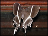 tr_swallowtail_moth_51029