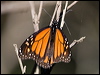 wanderer_butterfly_154615