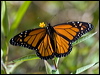 wanderer_butterfly_166605