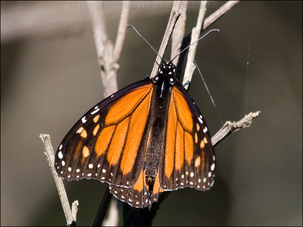 Wanderer Butterfly wanderer_butterfly_154615.psd