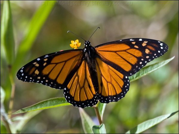 Wanderer Butterfly wanderer_butterfly_166605.psd