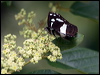 white_banded_plane_181607