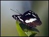 white_banded_plane_181611