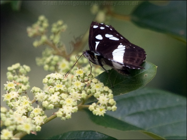 White-banded Plane white_banded_plane_181607.psd