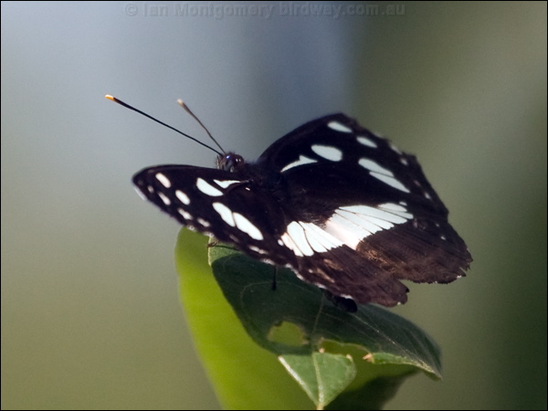 White-banded Plane white_banded_plane_181611.psd