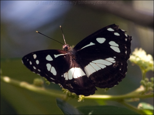White-banded Plane white_banded_plane_181615.psd
