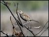 brown_songlark_00722