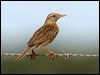 brown_songlark_13410