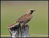 brown_songlark_13471