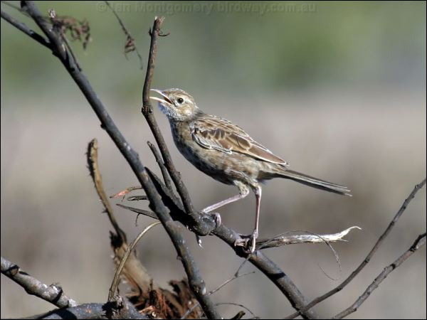 Brown Songlark brown_songlark_00722.psd