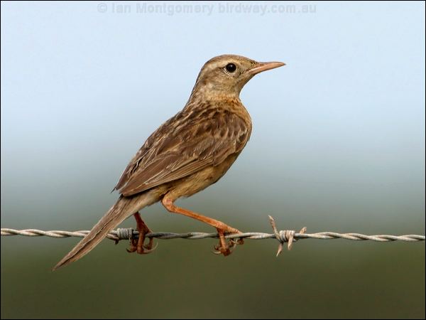 Brown Songlark brown_songlark_13410.psd