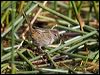 little_grassbird_116752