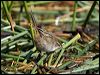 little_grassbird_116755