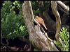 newzealand_fernbird_123231