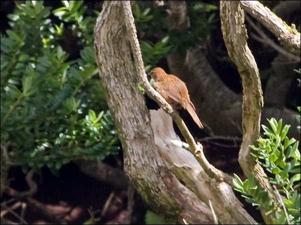  New Zealand Fernbird newzealand_fernbird_123231.psd