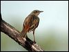 rufous_songlark_09940