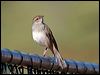 rufous_songlark_33193