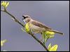 rufous_songlark_59353