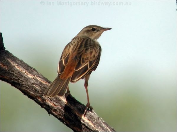 Rufous Songlark rufous_songlark_09940.psd