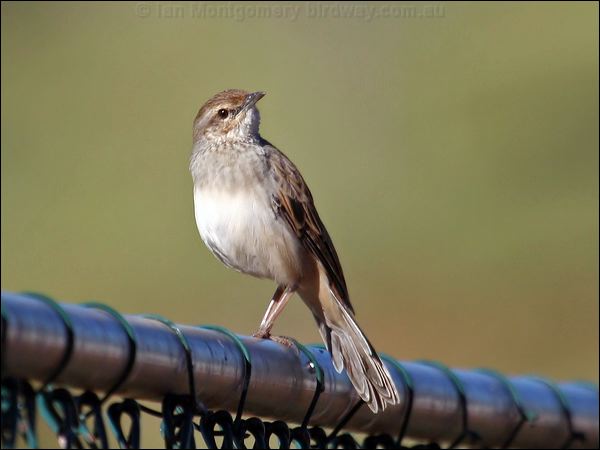 Rufous Songlark rufous_songlark_33193.psd